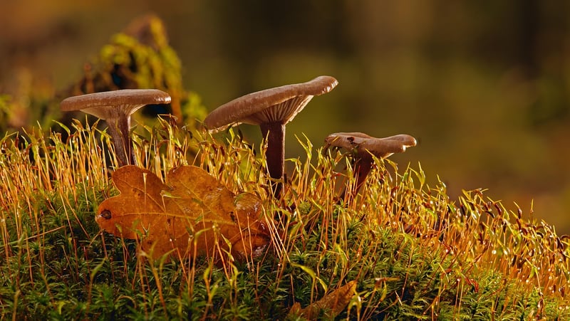 Mossy Centerpiece